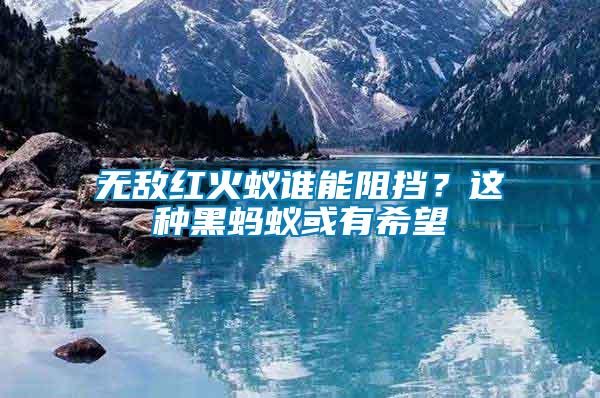 無敵紅火蟻誰能阻擋？這種黑螞蟻或有希望