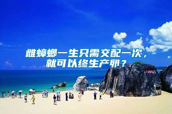 雌蟑螂一生只需交配一次，就可以終生產卵？