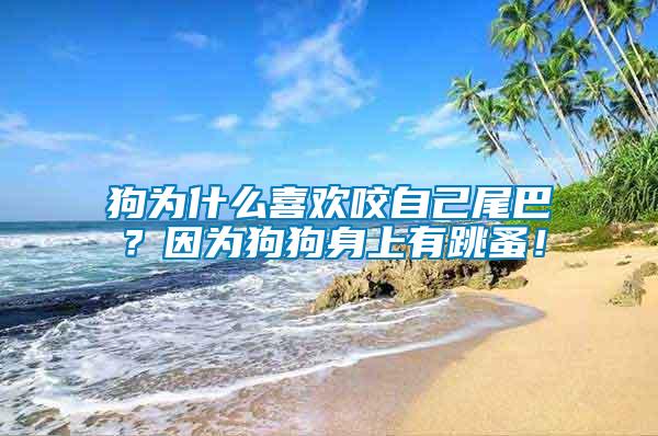 狗為什么喜歡咬自己尾巴？因?yàn)楣饭飞砩嫌刑椋?/></p>
             <p style=