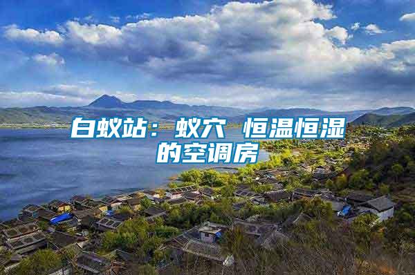 白蟻站：蟻穴 恒溫恒濕的空調房