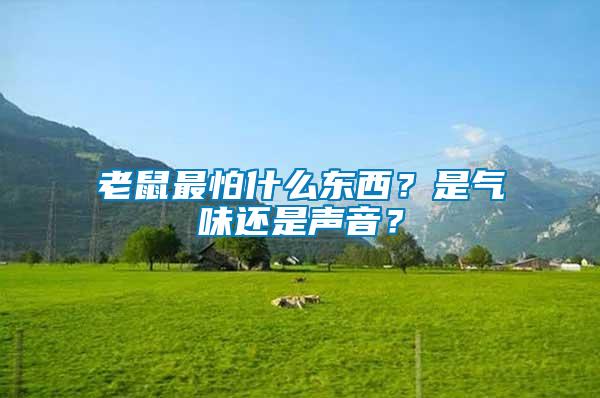老鼠最怕什么東西？是氣味還是聲音？