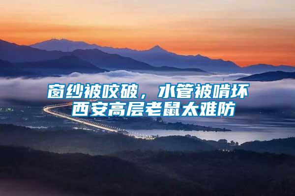 窗紗被咬破，水管被啃壞 西安高層老鼠太難防