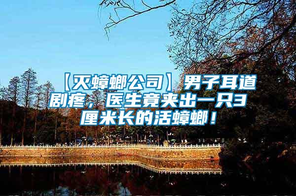 【滅蟑螂公司】男子耳道劇疼，醫(yī)生竟夾出一只3厘米長的活蟑螂！